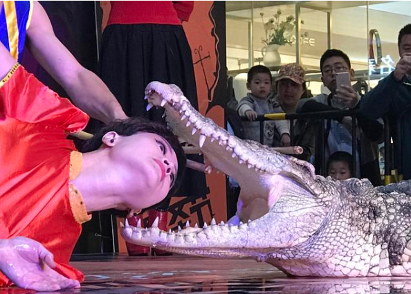 山东美女与鳄鱼相伴23年,不怕的就来 山东美女与鳄鱼相伴23年,不怕的就来
